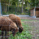 Bachus - mini zoo